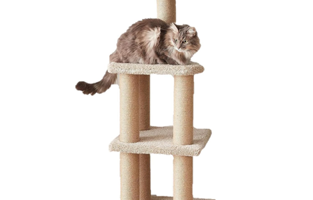 Amazon Basics Cat Tree Review